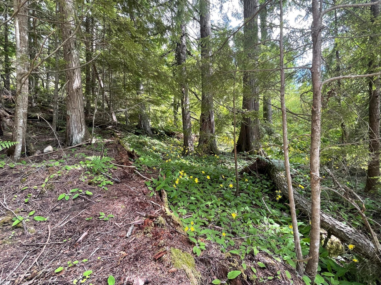 Lot 2 Selkirk Road, Crawford Bay, British Columbia  V0B 1B0 - Photo 6 - 2475444