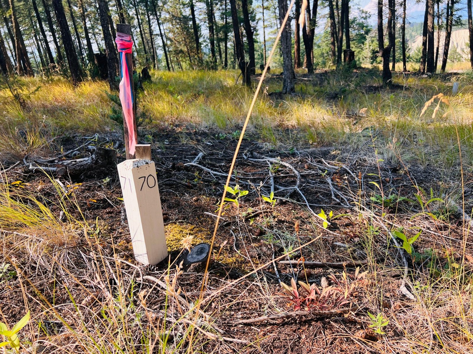 Lot 70 Pineridge Mountain Trail, Invermere, British Columbia  V0A 1K4 - Photo 10 - 2478896