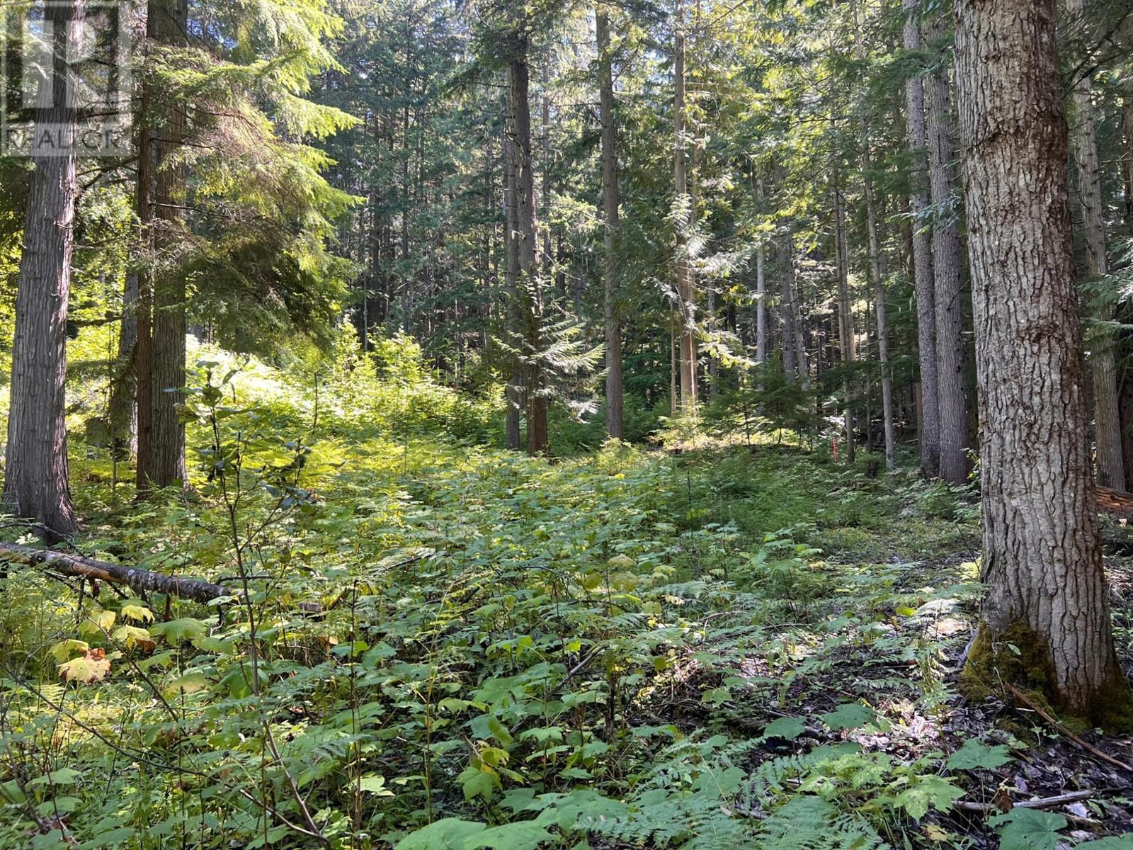 8479 Red Mountain Road, Silverton, British Columbia  V0G 2B0 - Photo 28 - 2479319